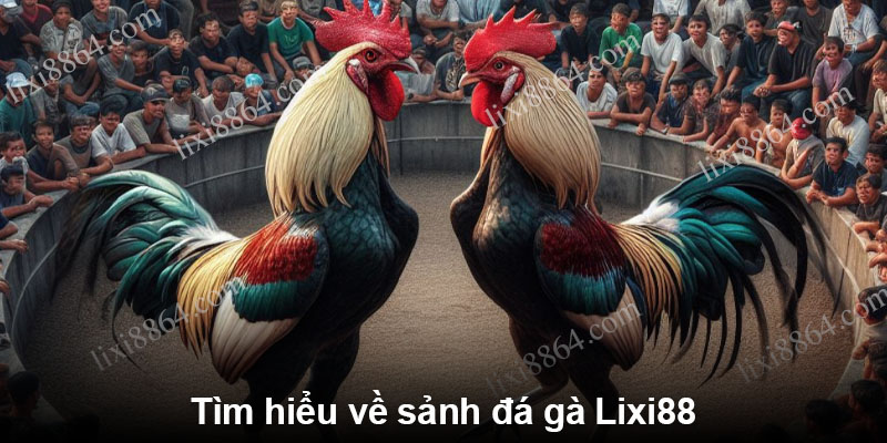 Tìm hiểu về sảnh đá gà Lixi88